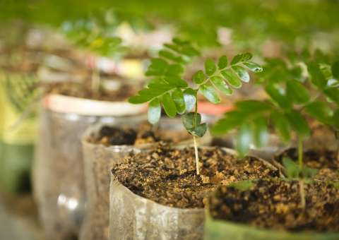 Mudas de plantas são distribuídas para moradores da zona Leste