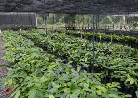 Embrapa quer criar corredor metropolitano de plantação de guaraná no AM