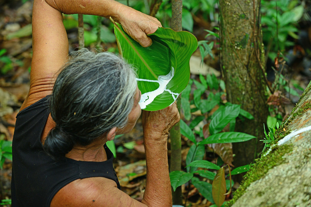 Leite extraído de planta é indicado para tratar gastrite