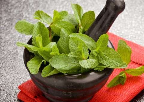 Xarope e balas feitas com folhas de planta ajudam a curar bronquite 