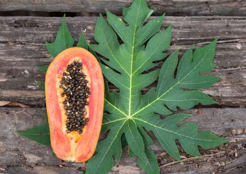 Conheça os principais benefícios das folhas de mamoeiro para a saúde 