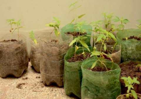 Semana da Árvore e da Água oferece minicurso de produção de mudas 