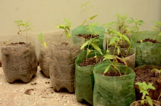 Semana da Árvore e da Água oferece minicurso de produção de mudas 