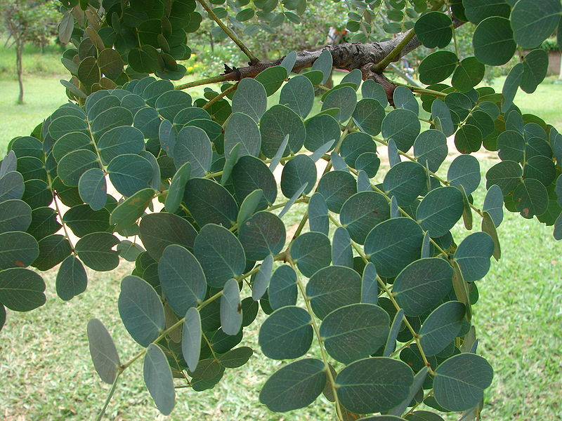 Planta é útil para combater infecções do útero e ovários 