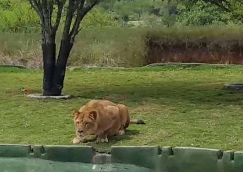 Leoa tenta atacar visitantes durante passeio. Veja vídeo 