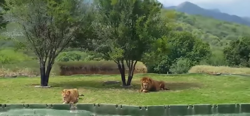 Leoa tenta atacar visitantes durante passeio. Veja vídeo 