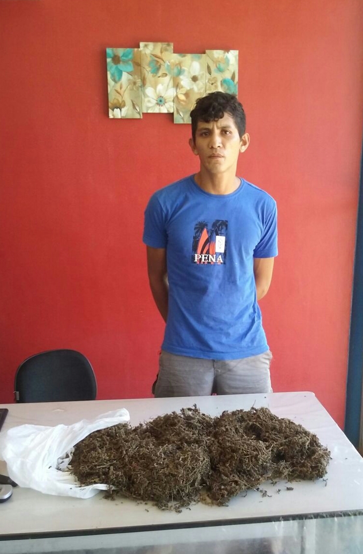 Homem é preso em flagrante com suposta droga cultivada  no Amazonas
