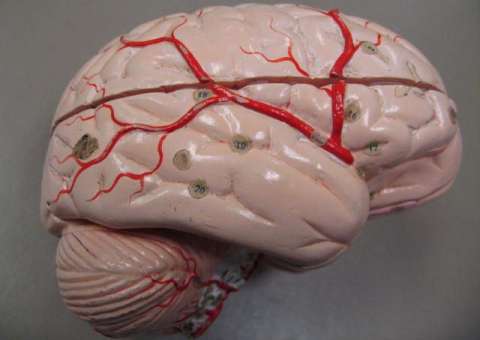 Ameba devoradora de cérebros que preocupa órgãos de saúde