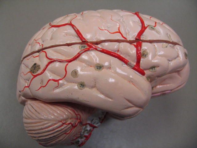 Ameba devoradora de cérebros que preocupa órgãos de saúde