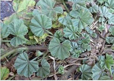 Esta folha acaba a tosse, gripe ou bronquite