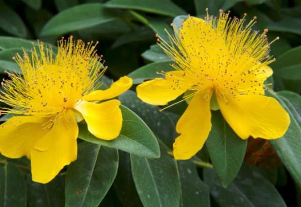 Descubra a planta que pode ser usada para combater a depressão 