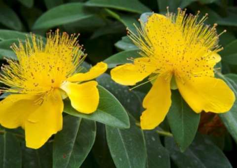 Descubra a planta que pode ser usada para combater a depressão 