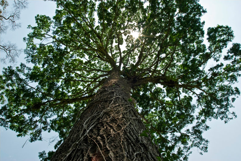 Chá de casca de árvore combate corrimentos e doenças do útero     