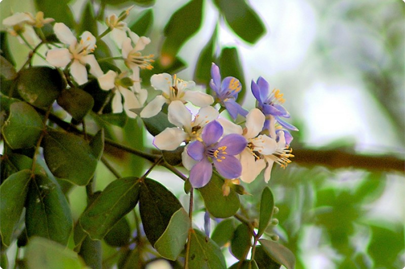 Casca e talos de planta são usados para tratar amenorréia 