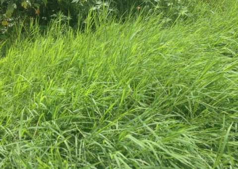 Homens preferem mulheres com depilação completa, aponta estudo