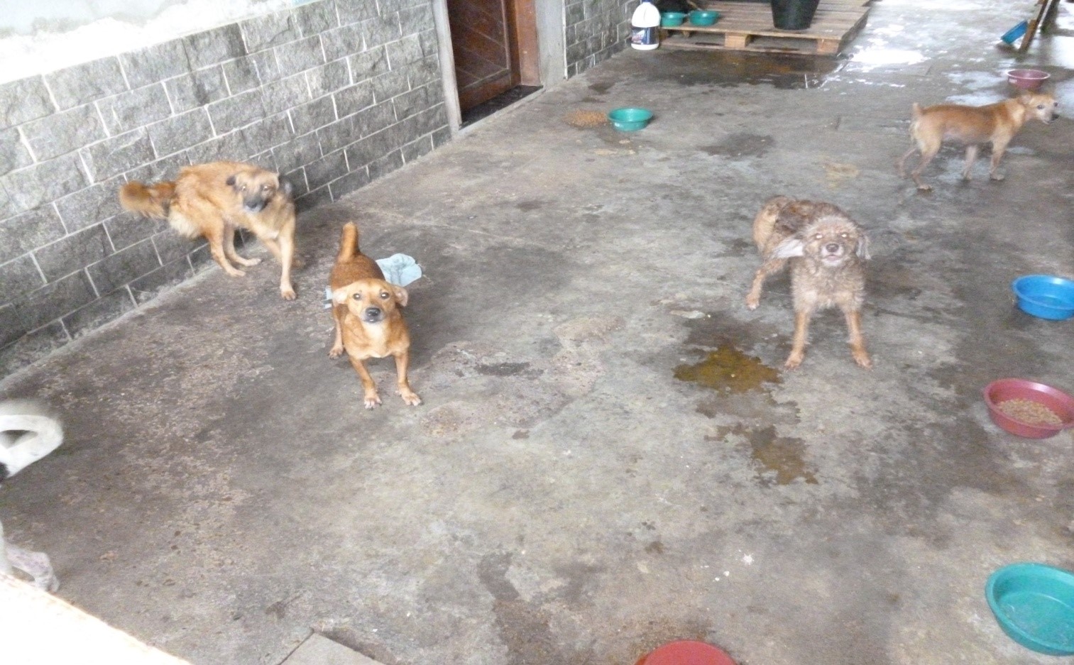 Operação Beethoven identifica quatro situações de maus-tratos a animais domésticos em Manaus