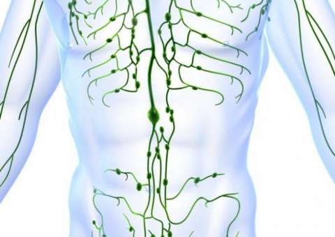 Óleo de planta apresenta propriedade que purifica e desbloqueia o sistema linfático 