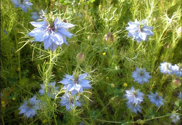 Óleo de planta apresenta propriedade que purifica e desbloqueia o sistema linfático 