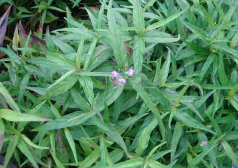 Conheça algumas propriedades medicinais da planta Anador 