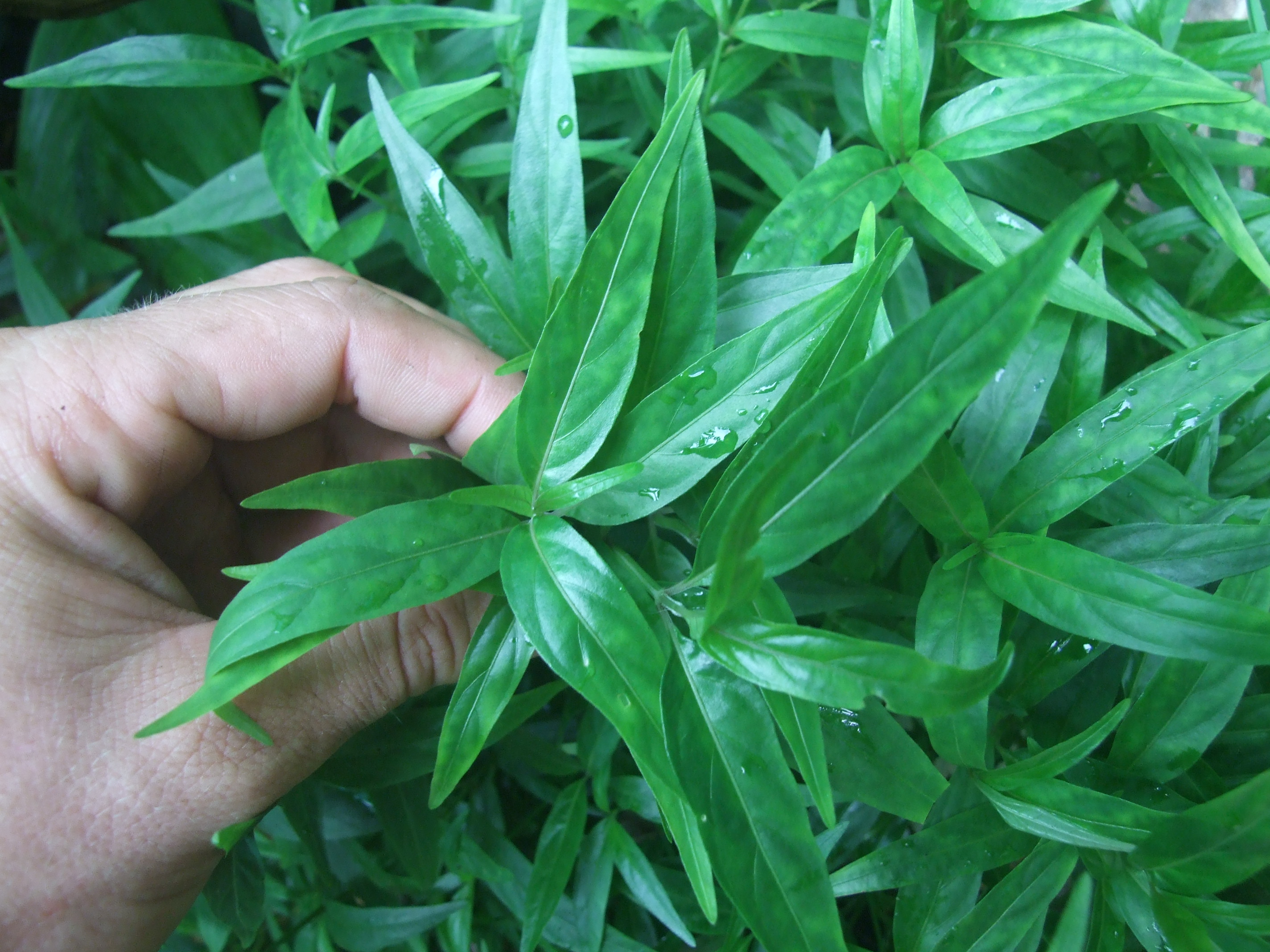 Conheça algumas propriedades medicinais da planta Anador 