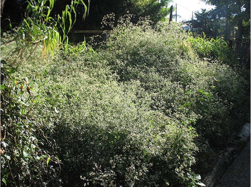Erva é considerada importante para tratar pressão alta e problemas do coração 