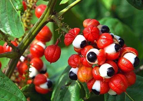 Fruta do Guaraná pode auxiliar nas dietas de emagrecimento 