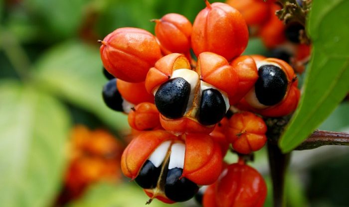 Fruta do Guaraná pode auxiliar nas dietas de emagrecimento 