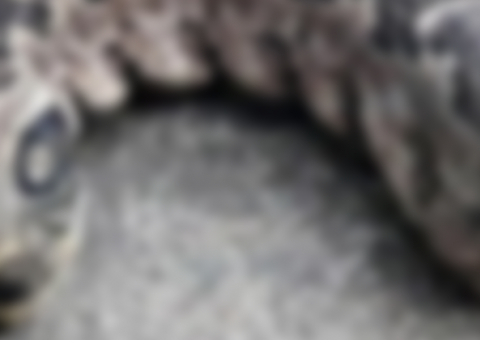 Vídeo de criatura bizarra com “duas cabeças” em jardim viraliza na web e intriga internautas