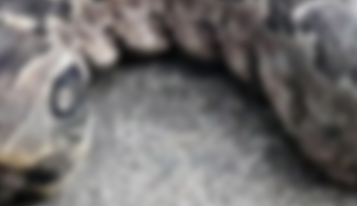 Vídeo de criatura bizarra com “duas cabeças” em jardim viraliza na web e intriga internautas