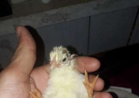 Pinto nasce com quatro patas em criatório na Região Norte