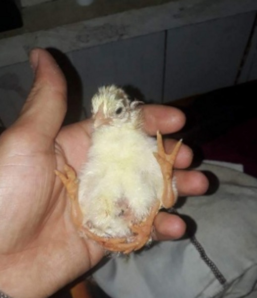 Pinto nasce com quatro patas em criatório na Região Norte