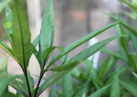 Planta com ação analgésica e anti-inflamatória pode ser usada em banhos 