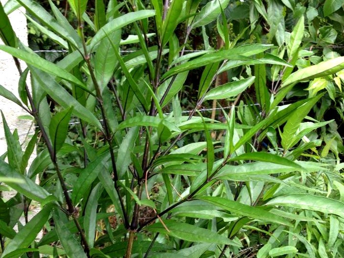 Planta com ação analgésica e anti-inflamatória pode ser usada em banhos 