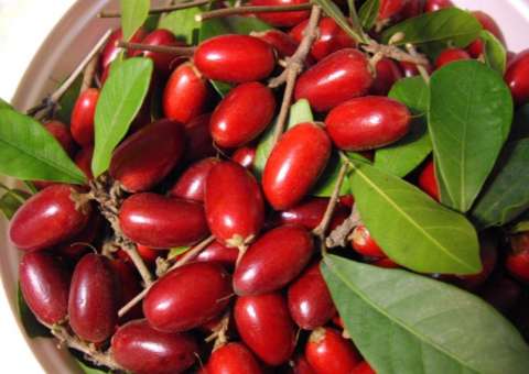 Fruta é conhecida por adocicar sabor ácido e azedo 