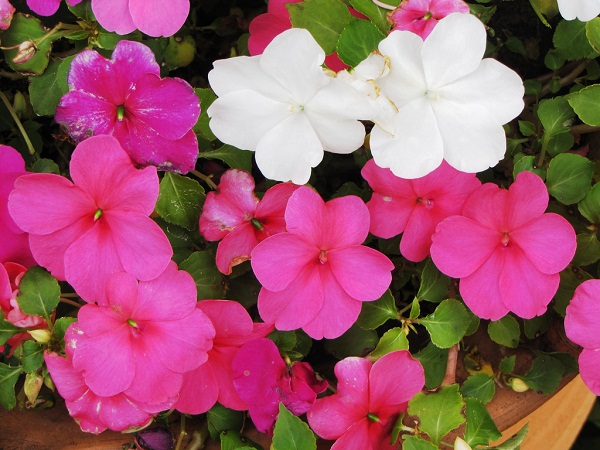 Planta é rica em substâncias eficazes contra diversos tipos de câncer 