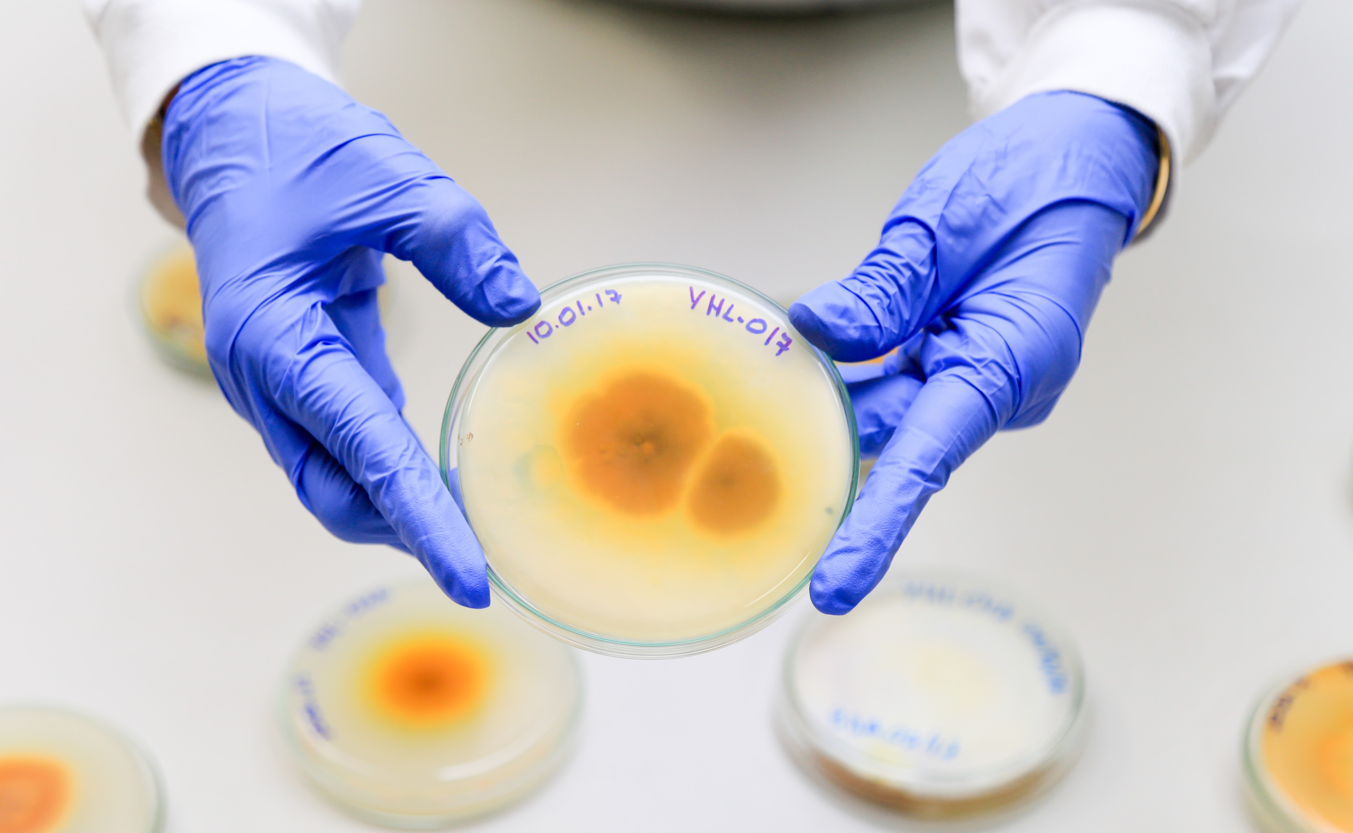 Fungos presente na Amazônia podem combater Aedes Aegypti