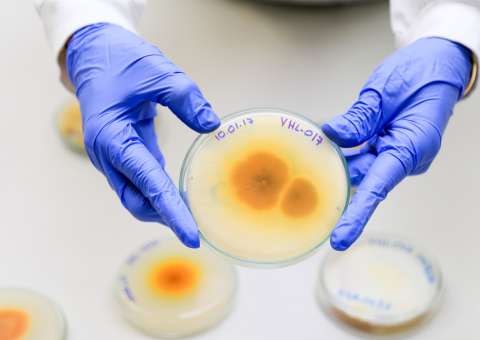 Fungos presente na Amazônia podem combater Aedes Aegypti