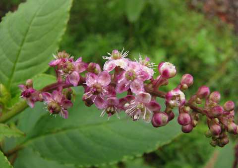 Planta é usada no tratamento de doenças, mas em doses elevadas pode causar vômitos 