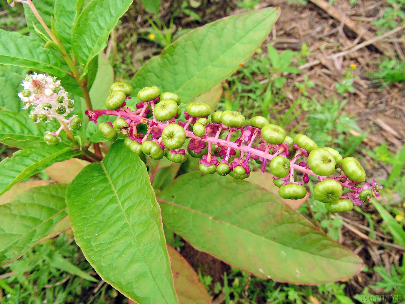 Planta é usada no tratamento de doenças, mas em doses elevadas pode causar vômitos 