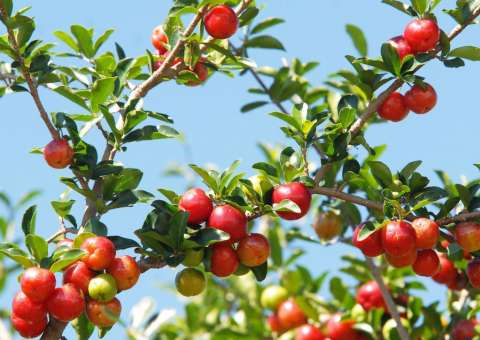 Cultivada em quintais, fruta é rica em Vitamina C 