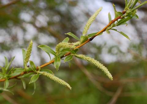 Planta de uso milenar trata dor e inflamação 