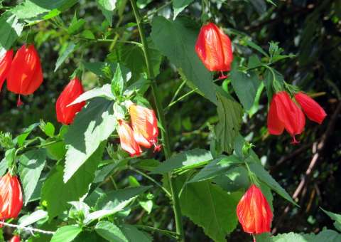 Planta é indicada para inflamações uterinas 