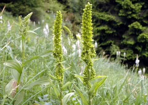 Planta é usada em medicamentos voltados ao tratamento de problemas do aparelho digestivo 