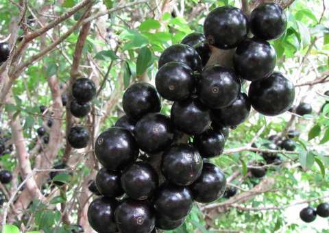 Fruta rica em antioxidantes e vitaminas pode prevenir câncer de próstata 