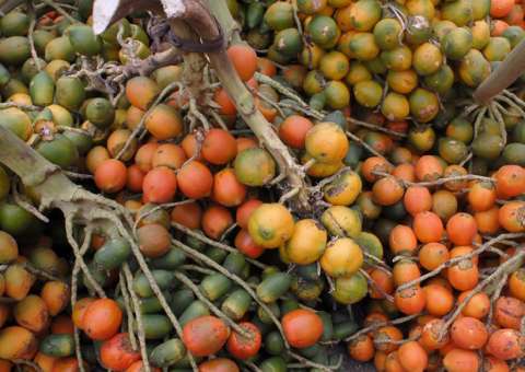 Pupunha e tucumã são aliados contra o câncer colorretal 