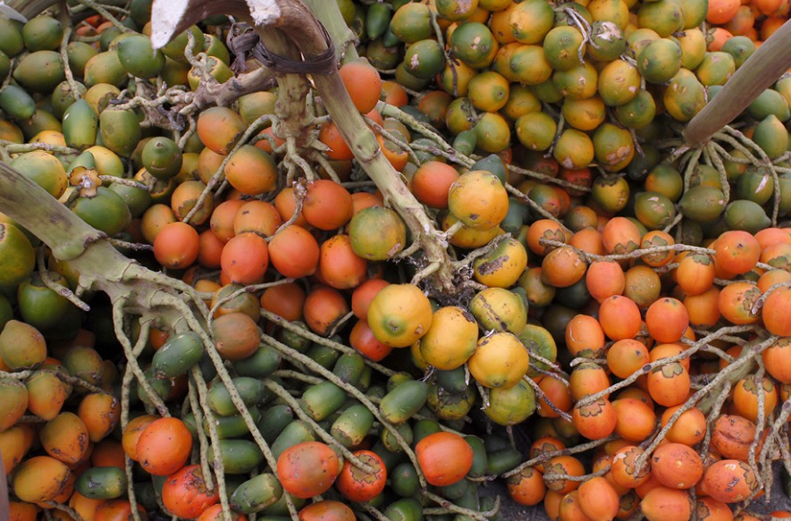 Pupunha e tucumã são aliados contra o câncer colorretal 