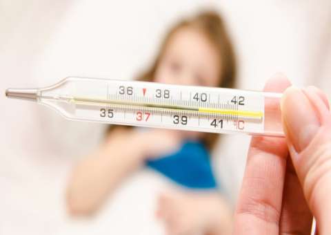 Casca de planta é indicada para combater anemia e febre 