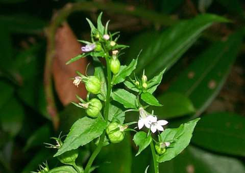 Planta é usada para neutralizar veneno de cobras 