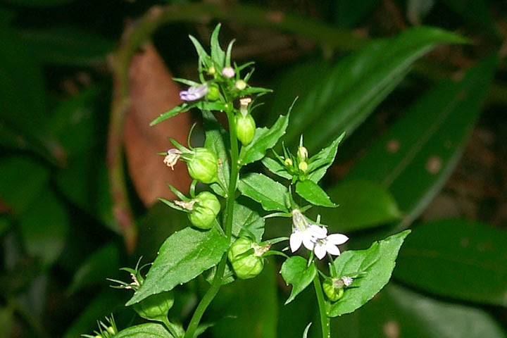 Planta é usada para neutralizar veneno de cobras 