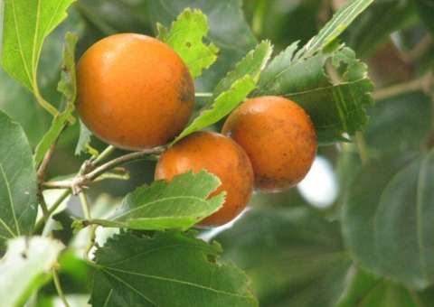 Usada em medicamentos, planta pode combater distúrbios gastrointestinais 